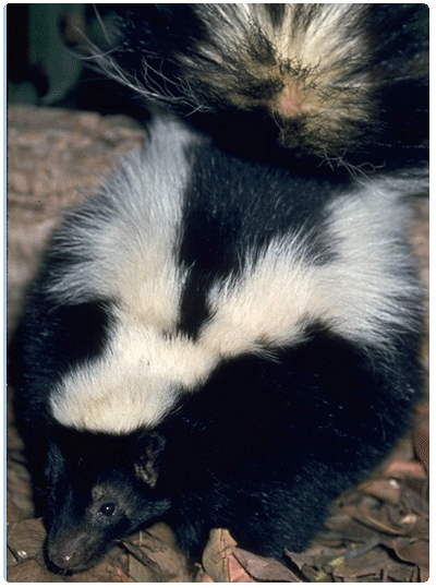 striped skunk